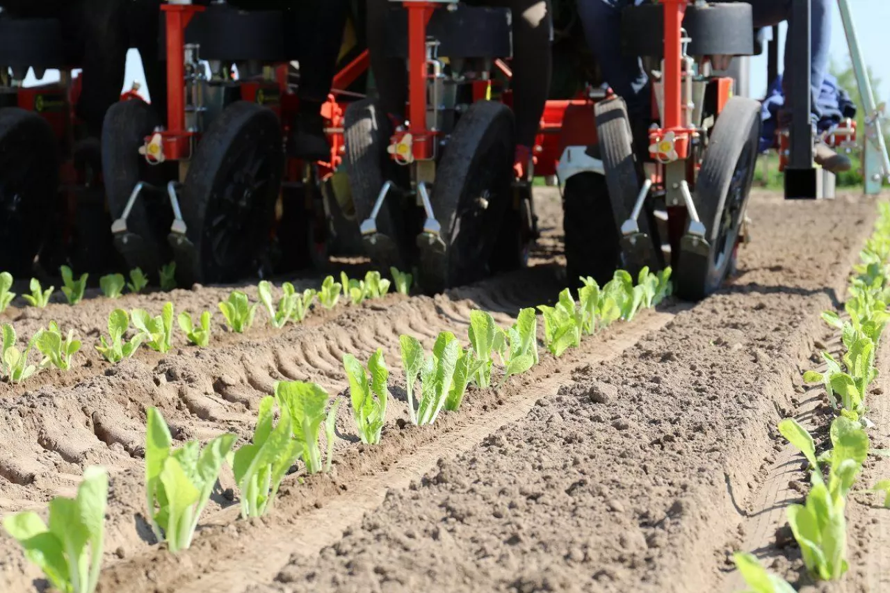 Sadzenie kapusty pekińskiej. Wymagania pokarmowe kapusty pekińskiej.