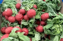 Import rzodkiewki z Holandii