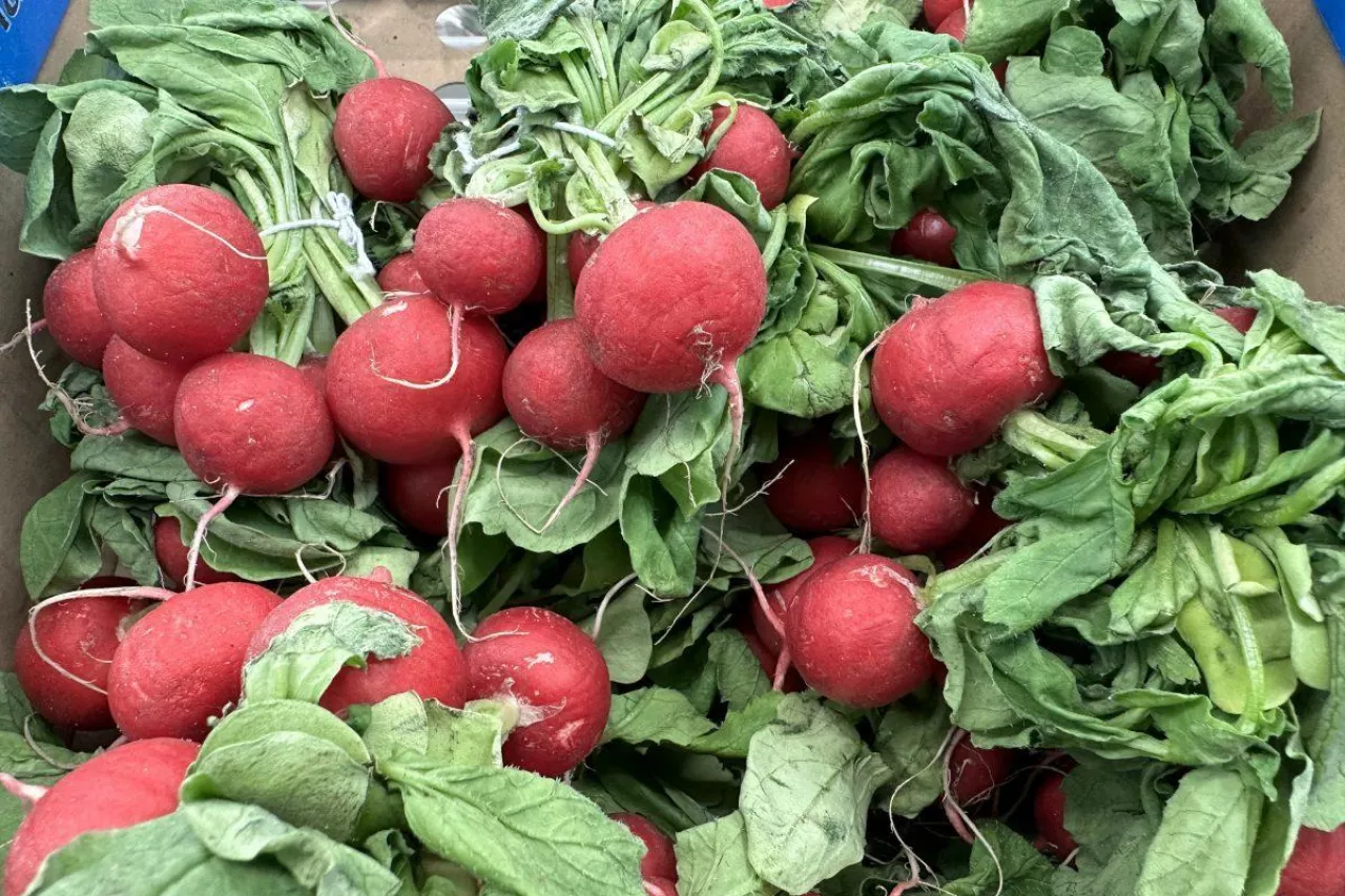 Import rzodkiewki z Holandii