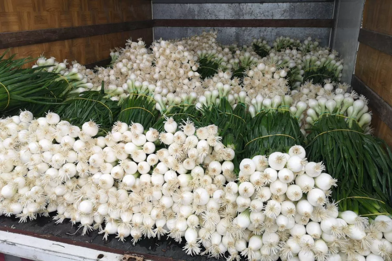 Cebula ze szczypiorkiem