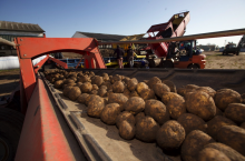 Ziemniaki rekordowo drogie. Jakie są aktualne ceny ziemniaków na rynkach hurtowych?