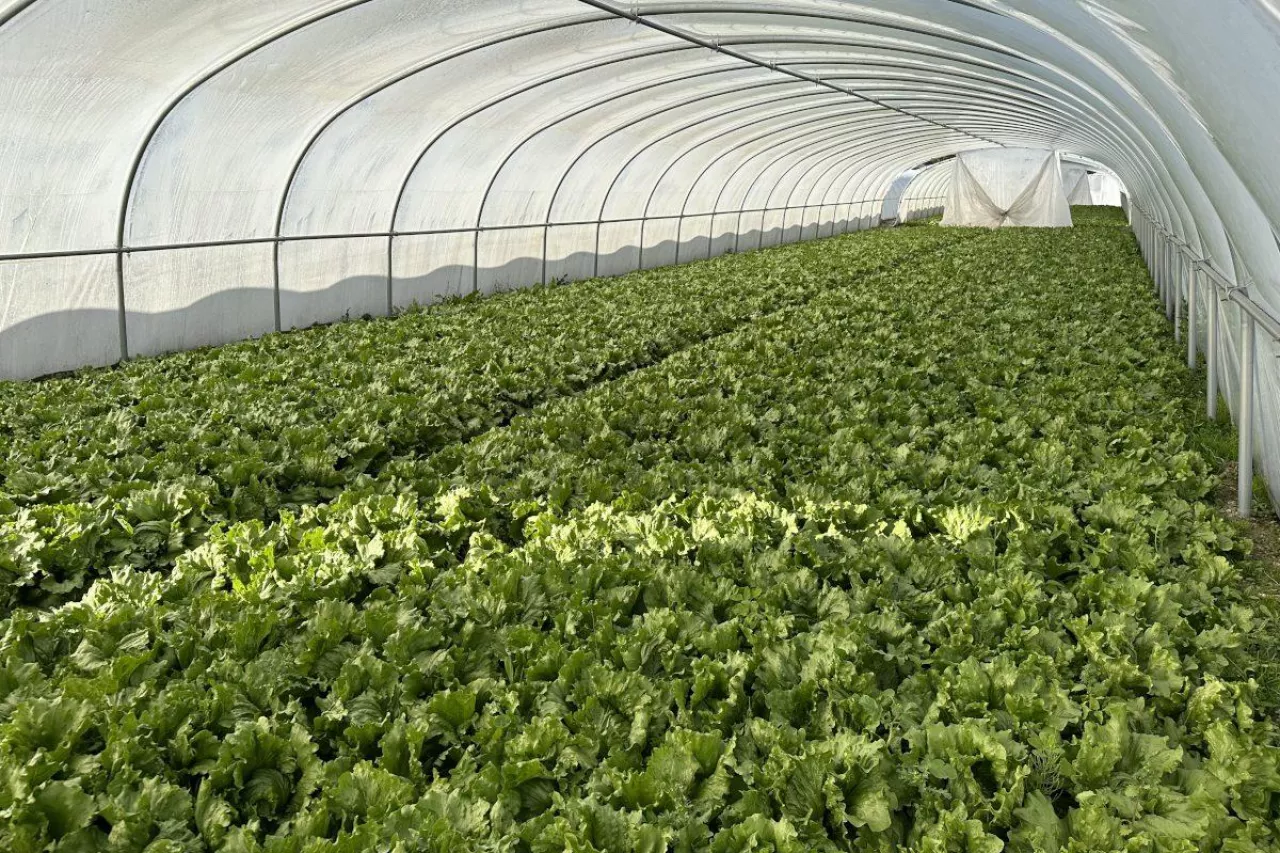 Uprawa sałaty pod osłonami