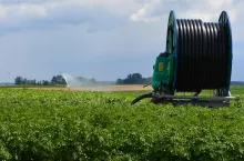 Latem na plantacjach nawadnianych dogodne do rozwoju warunki znajduje zarówno zaraza, jak i alternarioza ziemniaka. W ochronie wymaga to stosowania najlepszych fungicydów skutecznych na obie jednostki chorobowe