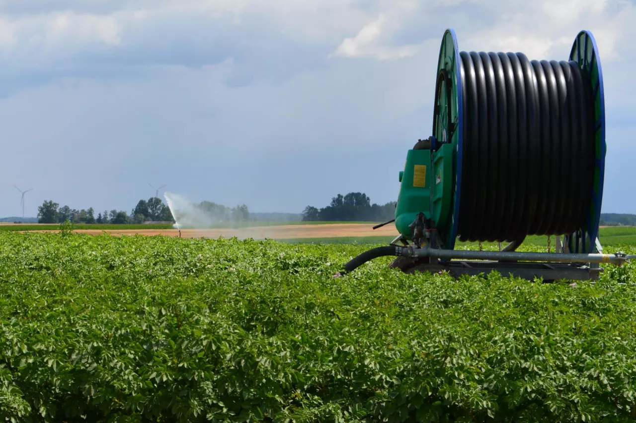 Latem na plantacjach nawadnianych dogodne do rozwoju warunki znajduje zarówno zaraza, jak i alternarioza ziemniaka. W ochronie wymaga to stosowania najlepszych fungicydów skutecznych na obie jednostki chorobowe