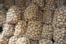 Ziemniaki odmiana Arrow