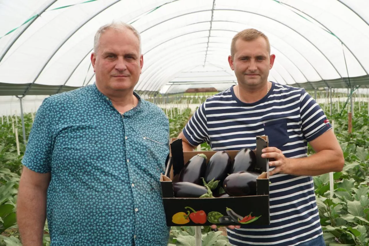 Uprawa bakłażana Przemysław Pająk