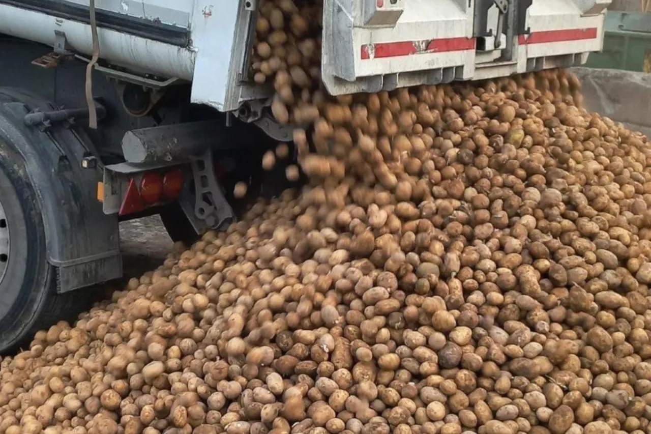 Kontrola zdrowotności dostarczanych bulw PIORiN