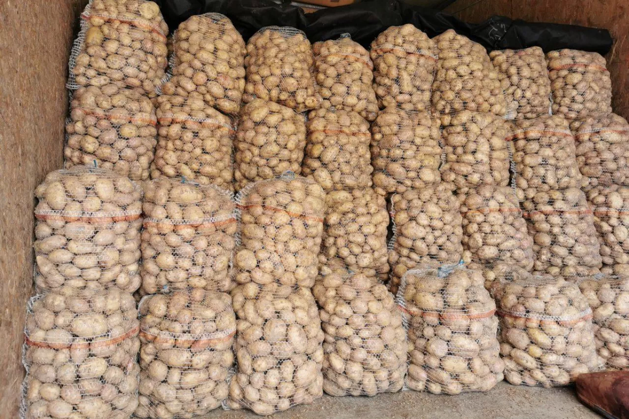 Polskie młode ziemniaki odmiana Irga