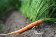 Uprawa marchwi Biolchim