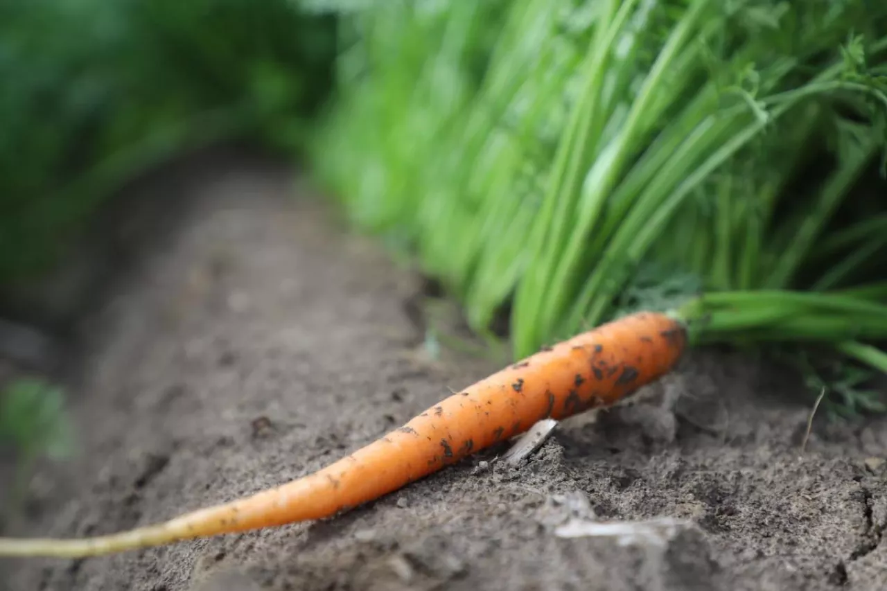 Uprawa marchwi Biolchim