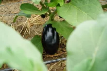 Bakłażan odmiana Vanesa F1