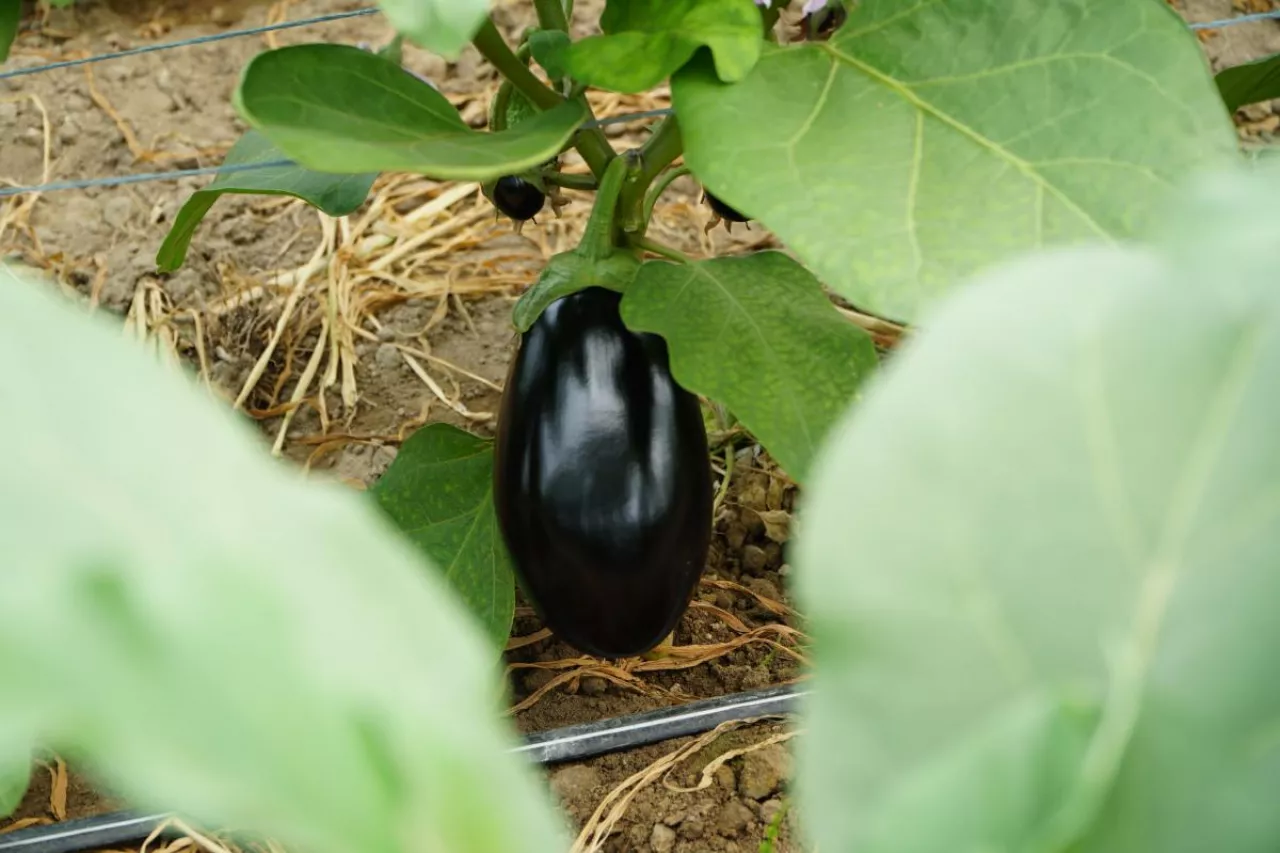 Bakłażan odmiana Vanesa F1