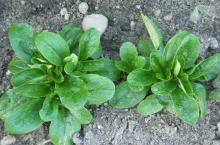 Roszponka w XIX i na początku XX w. uważana była za warzywo luksusowe