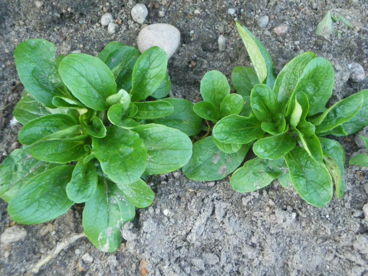 Roszponka w XIX i na początku XX w. uważana była za warzywo luksusowe