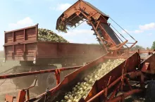 Maszyna do zbioru cebuli