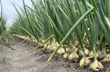 Aktualna sytuacja na plantacji cebuli