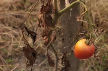 Susza pomidor