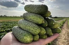 Ogórek partenokarpny Brutus F1