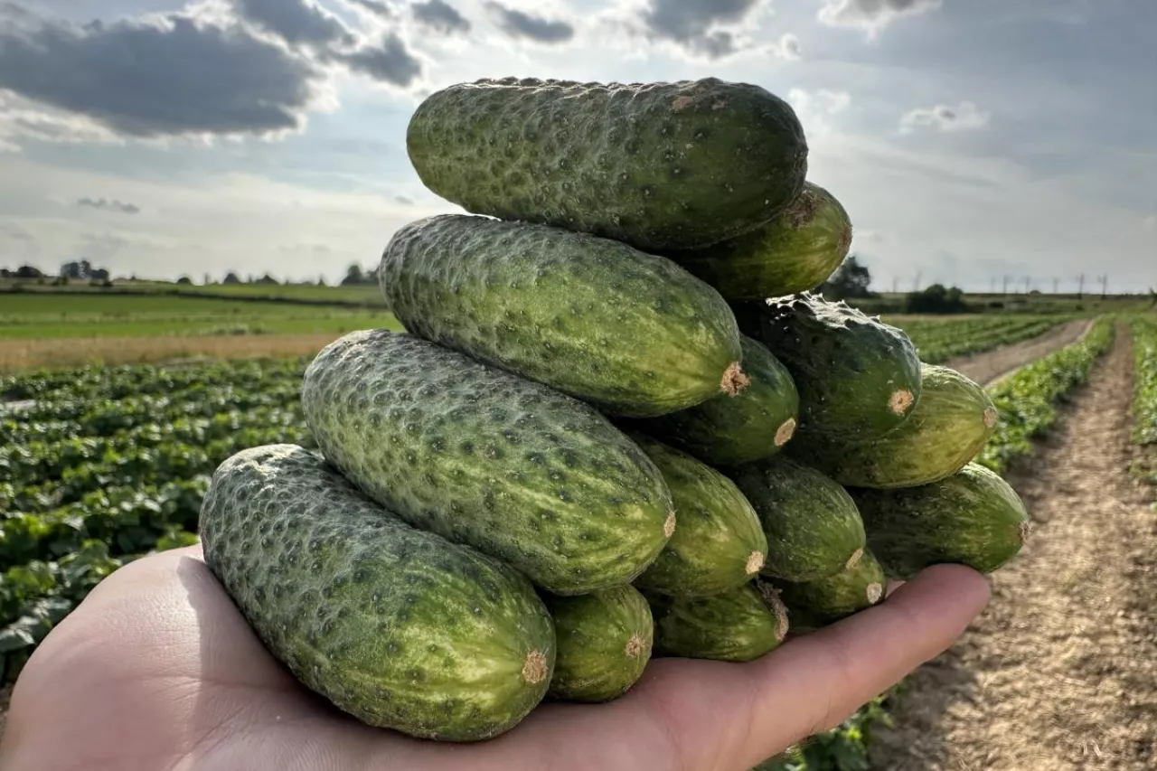 Ogórek partenokarpny Brutus F1