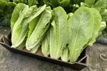 Sałata rzymska Colbiana