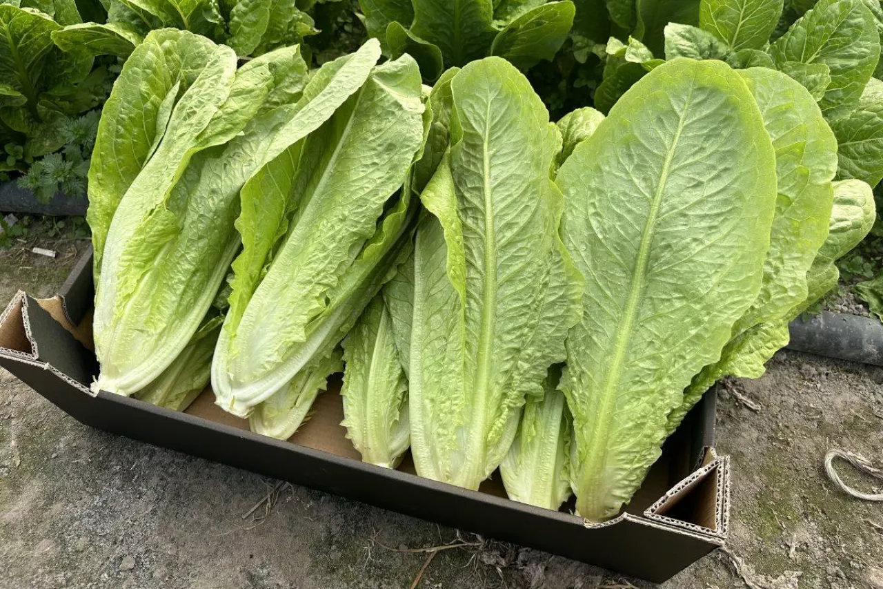 Sałata rzymska Colbiana