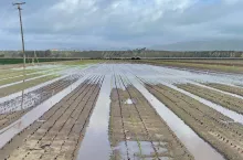 Straty w uprawach wywołane powodzią
