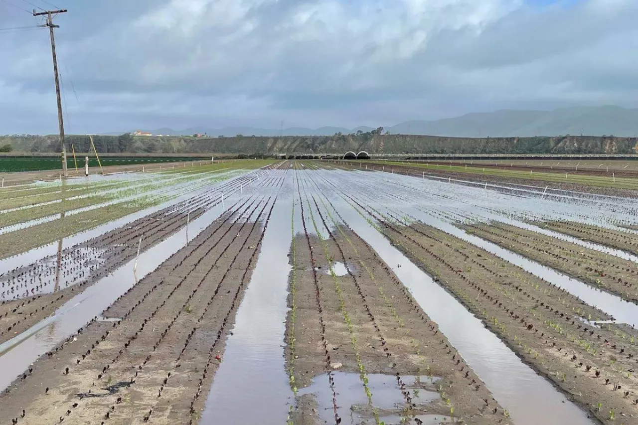 Straty w uprawach wywołane powodzią