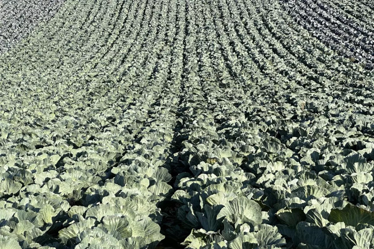 Plantacja kapusty