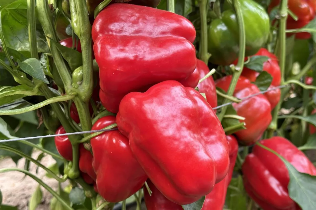 Polska czerwona papryka