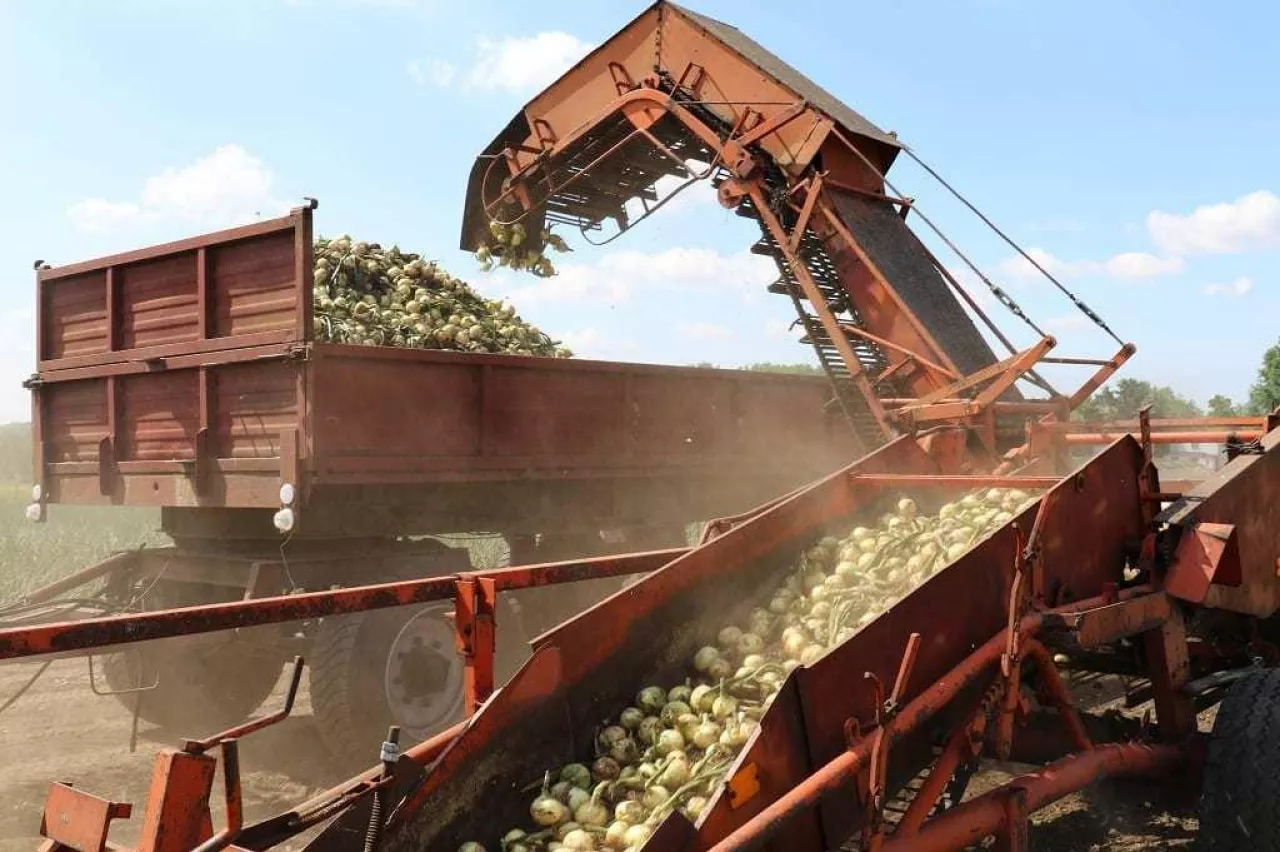 Maszyna do zbioru cebuli