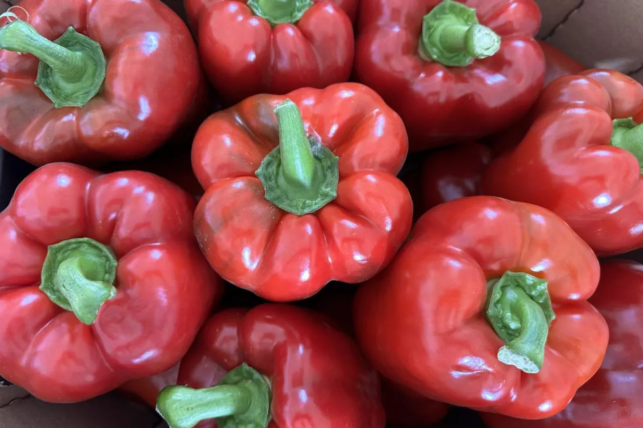 Krajowa papryka w kartonach