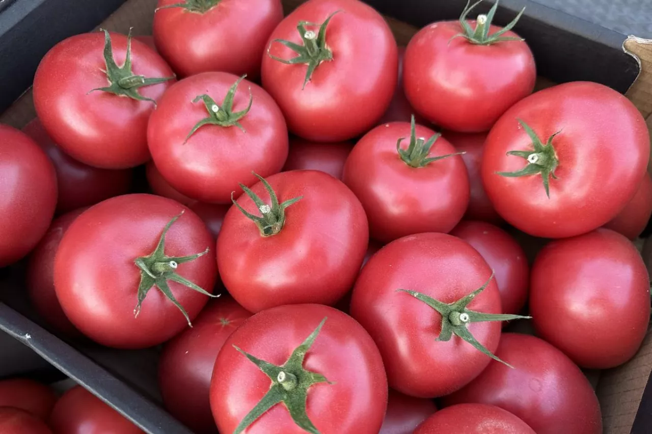 Pomidory w kartonie
