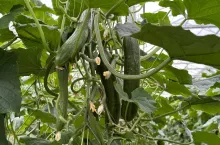 Uprawa ogórków szklarniowych