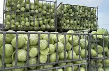 Kapusta w skrzyniach