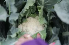 Na tej plantacji uprawiane są kalafiory kiłoodporne