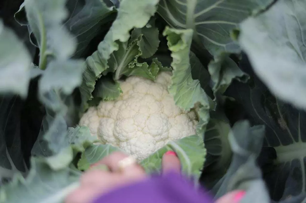 Na tej plantacji uprawiane są kalafiory kiłoodporne