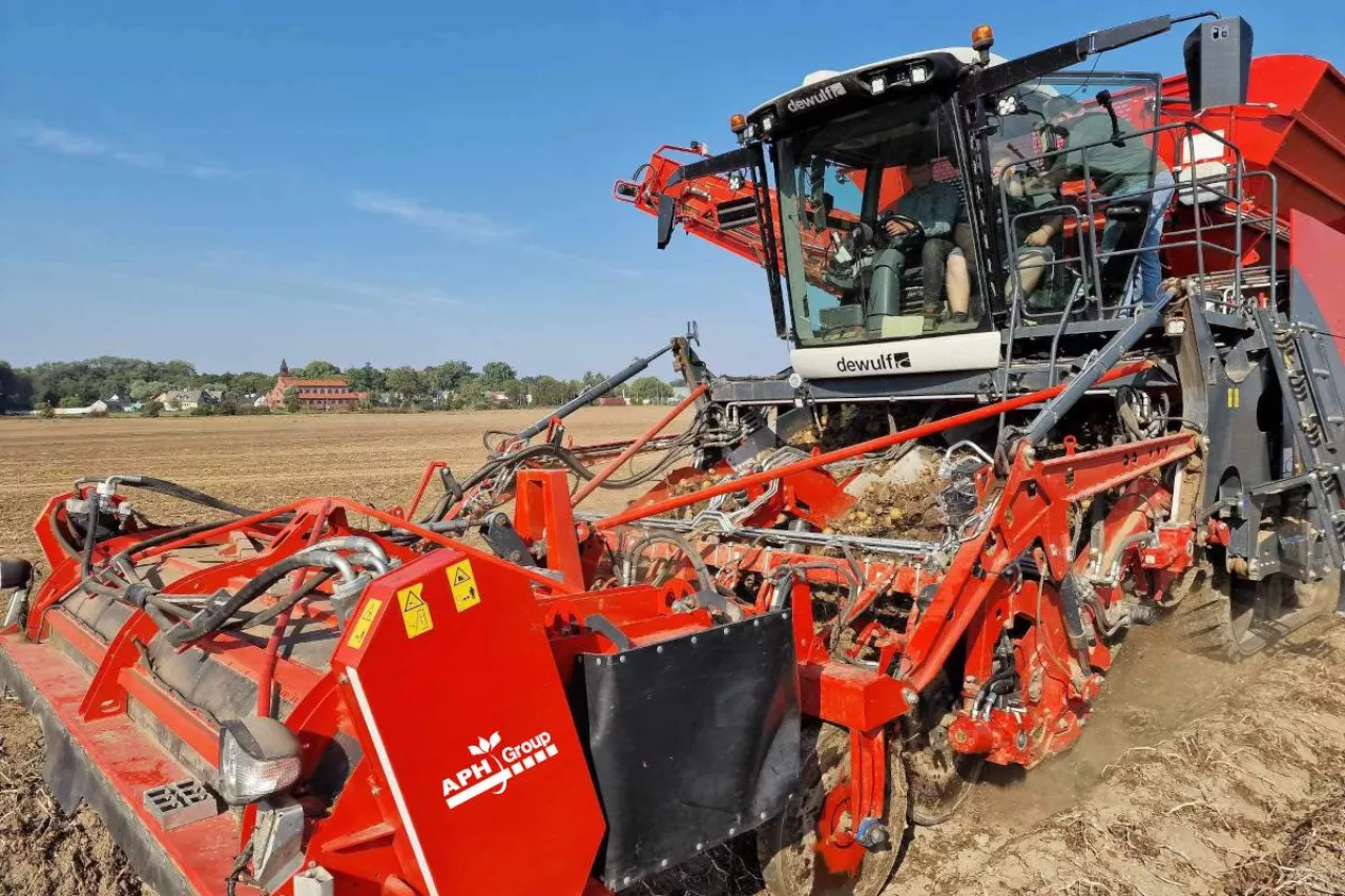 Zbiór ziemniaków czterorzędowym kombajnem Dewulf Kwatro Xtreme