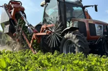 Kombajn di zbioru warzyw Weringen RVS-1