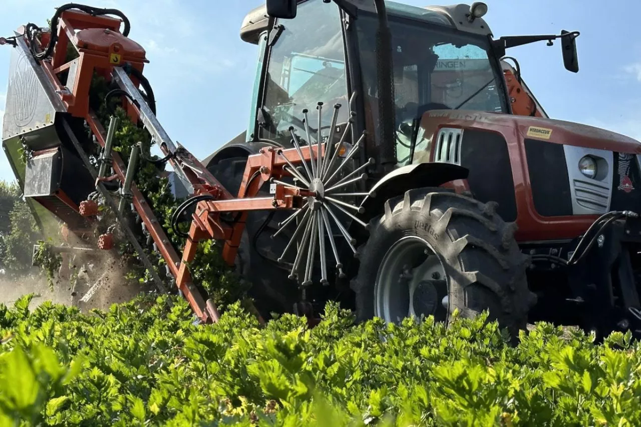 Kombajn di zbioru warzyw Weringen RVS-1