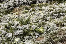 Harvest frozen lettuce, winter and vegetables