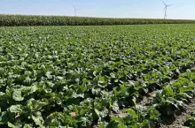 Uprawa kapusty pekińskiej