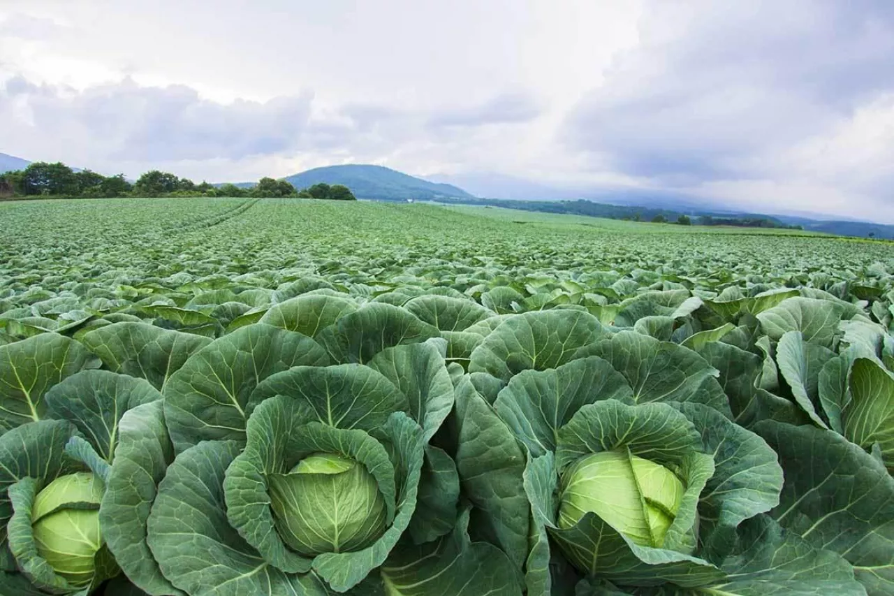 Krajowe Dni Producentów Kapusty Kwaszonej