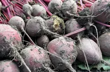 Uprawa buraków ćwikłowych