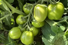 Uprawa pomidorów gruntowych