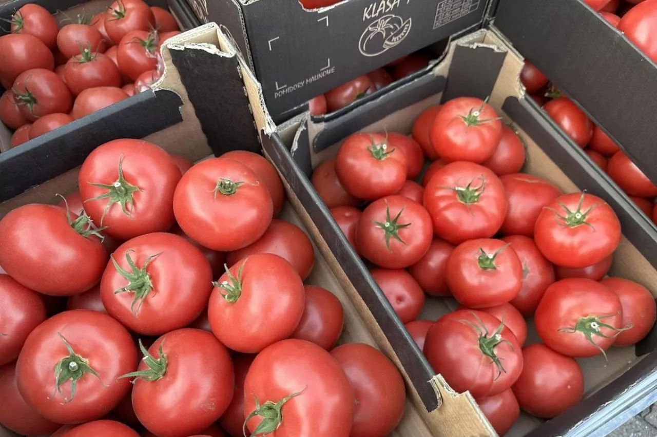 Polskie pomidory w kartonach