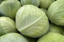 Biała kapusta