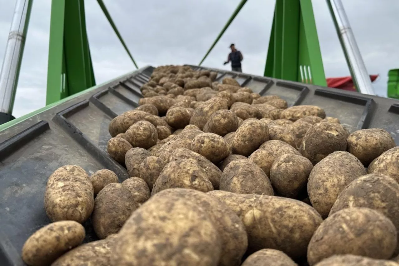 Taśma do transportu ziemniaków