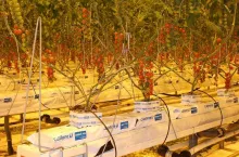 Uprawa pomidorów w szklarni