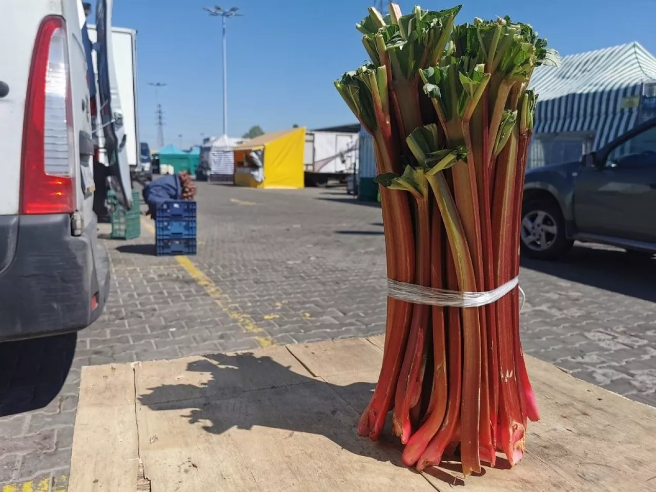 Sprzedaż rabarbaru na rynku w Broniszach