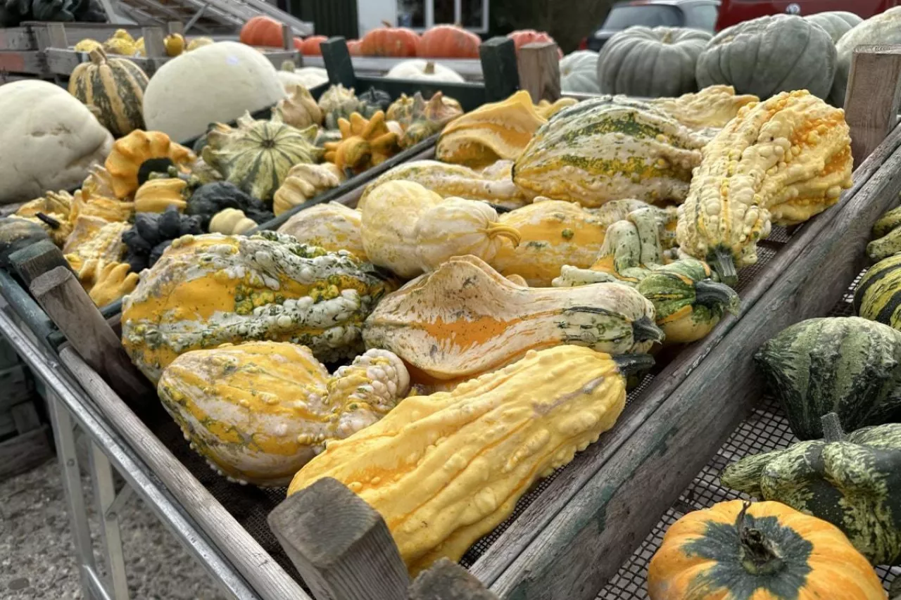 Dynie sprzedaż detaliczna